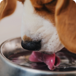 un perro bebiendo agua