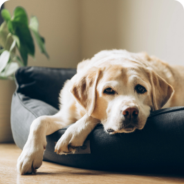 un perro obeso parece letárgico, cansado y menos activo