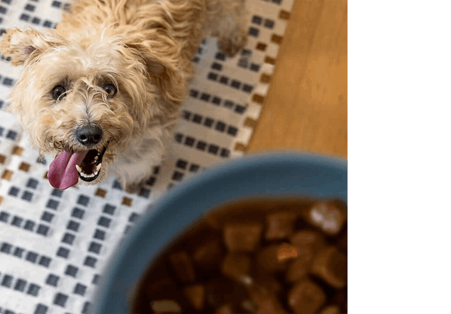Perro mirando un plato de comida para perros