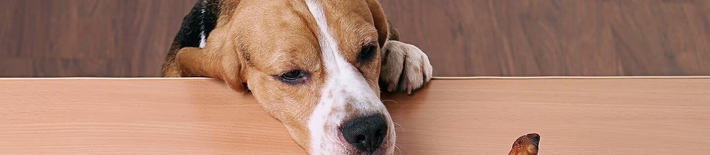 Perro mirando un trozo de comida sobre una mesa