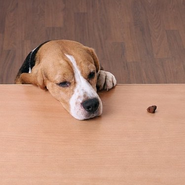 Perro mirando un trozo de comida sobre una mesa