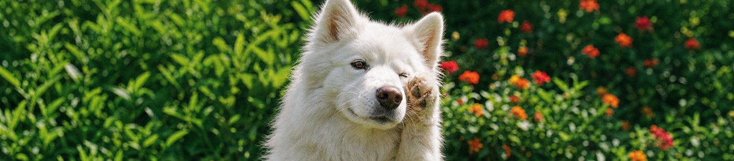 Perro blanco al aire libre levantando una pata junto a su rostro