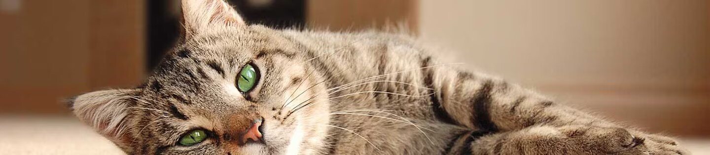 Gato atigrado descansando con los ojos abiertos