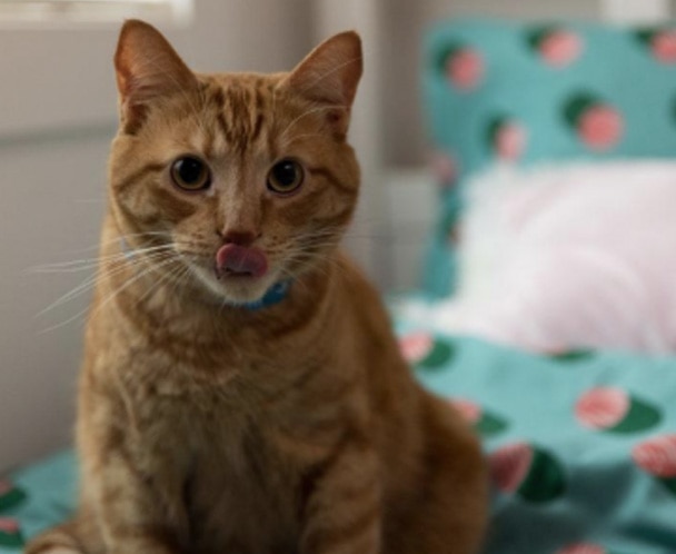 Un gato naranja en un cama