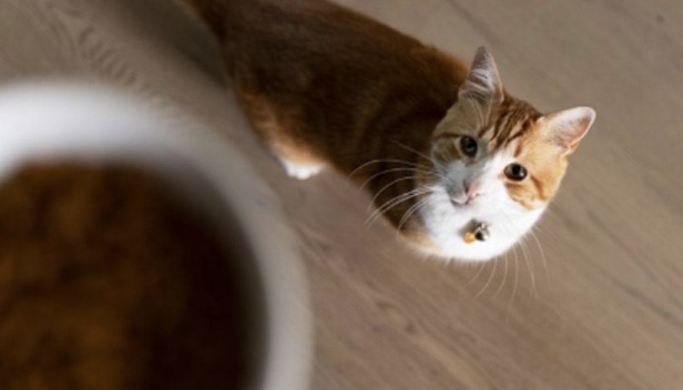 Gato mirando su tazón de comida
