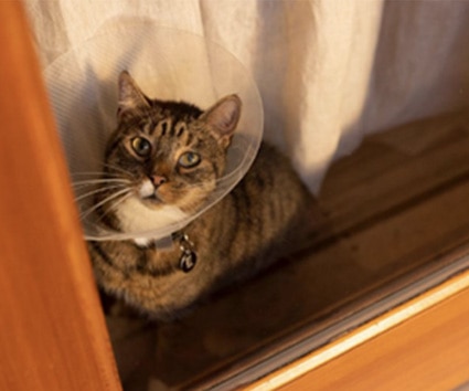 Un gato en una ventana