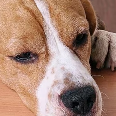 Perro beagle con problemas digestivos descansando la cabeza sobre una mesa de madera