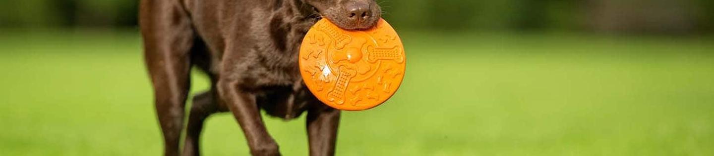 Brown dog with a toy in its mouth