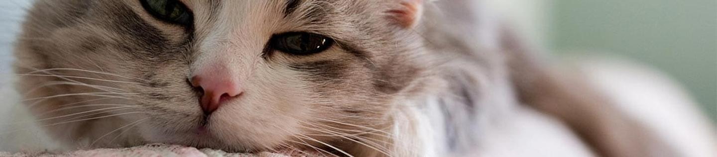 Un gato