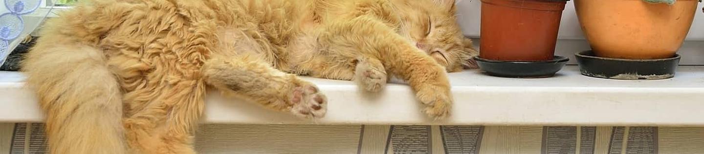 Gato amarillo durmiendo al lado de unas materas