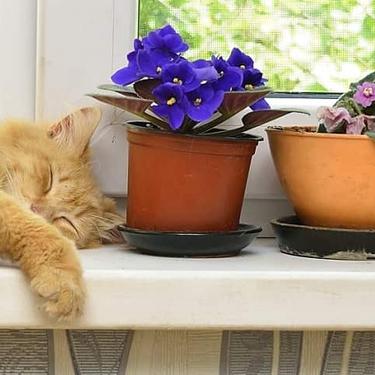 Gato amarillo durmiendo al lado de unas materas