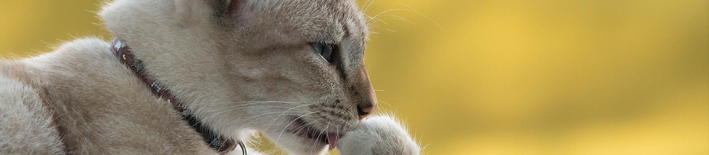 Gato gris acicalándose