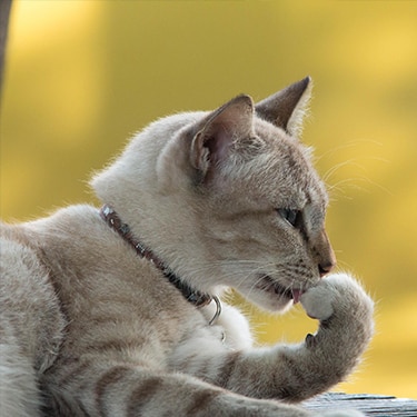 Gato gris acicalándose