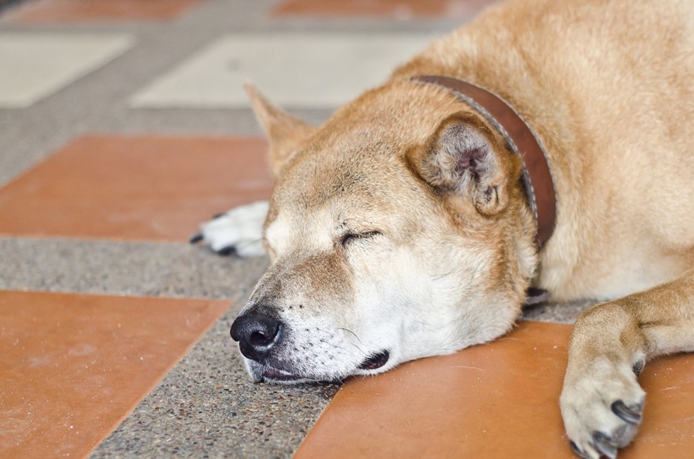 Como diferenciar el estreñimiento en perros Hill’s Pet Colombia