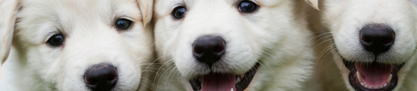 Perros con la lengua afuera