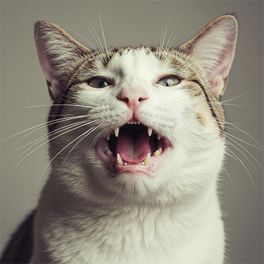 Profilaxis dental en gatos