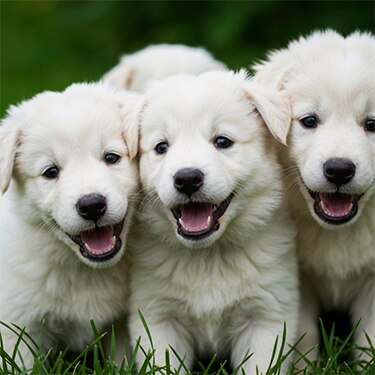 Perros con la lengua afuera