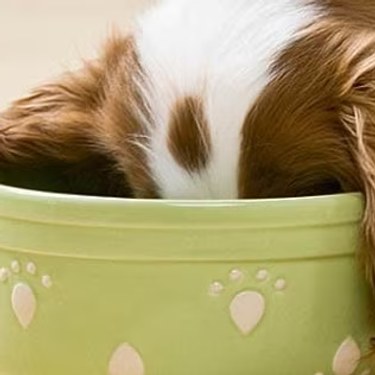 Perro comiendo alimento de un tazón verde