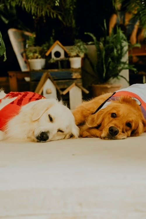 Perros usando camisetas de fútbol