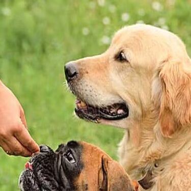 Persona entregando un premio a un perro boxer y a un golden retriever sentados al aire libre