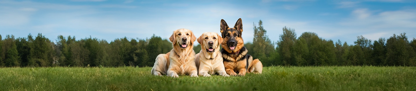Tres perros sentados en el cesped