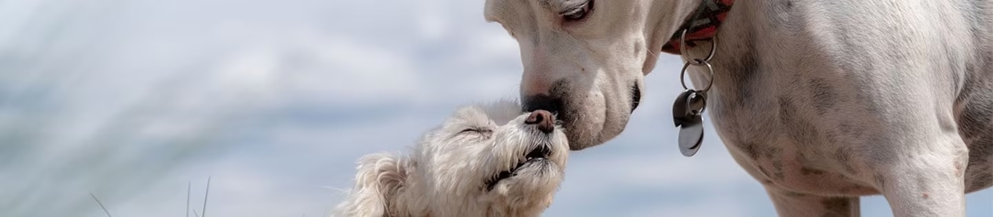 Dos perros de diferente tamaño tocándose las narices amigablemente al aire libre