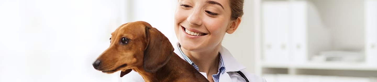 Una veterinaria sonríe mientras examina un perro salchicha