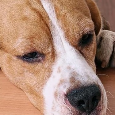 Un perro beagle con la cabeza apoyada en un mueble de madera, mirando de reojo un trozo de comida