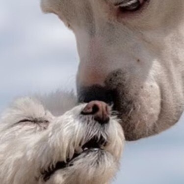 Dos perros de diferente tamaño tocándose las narices amigablemente al aire libre