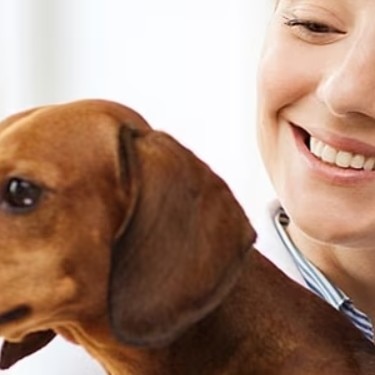 Una veterinaria sonríe mientras examina un perro salchicha