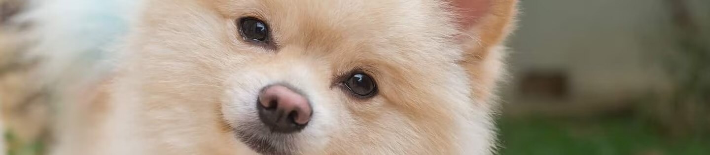 Primer plano de un perro pomerania ilustrando la salud y flora intestinal canina