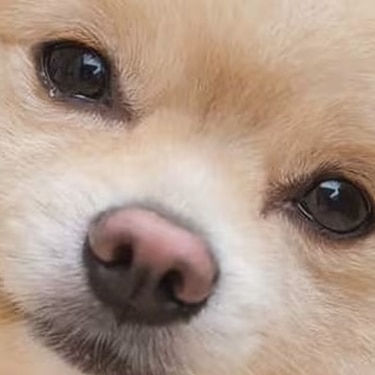 Primer plano de un perro pomerania ilustrando la salud y flora intestinal canina