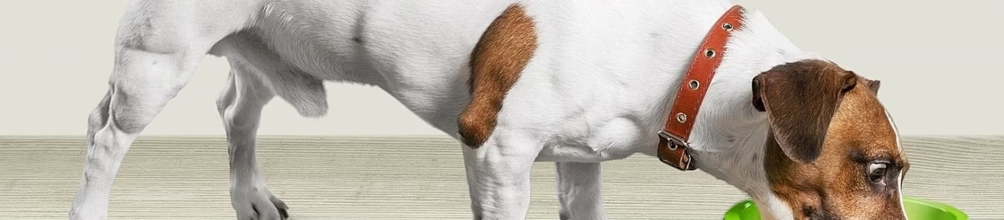 Perro Jack Russell Terrier inclinándose hacia abajo para comer de un tazón verde