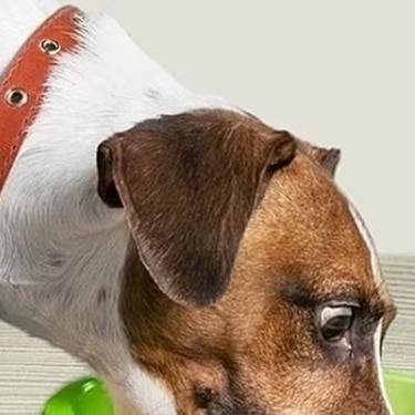 Perro Jack Russell Terrier inclinándose hacia abajo para comer de un tazón verde