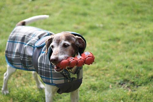 Senior beagle ina plaid coat chews on a dog toy in a yard.