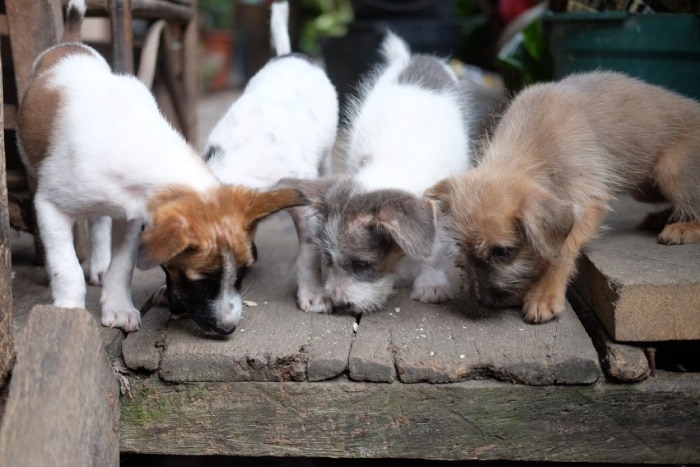 Cuatro cachorros de diferentes colores comiendo restos de comida en un suelo de madera