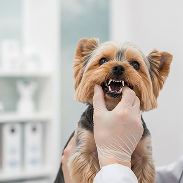 Perro en el veterinario mostrando los dientes