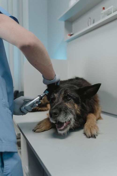 Un veterinario con guantes examina el oído de un pastor alemán anciano con un otoscopio