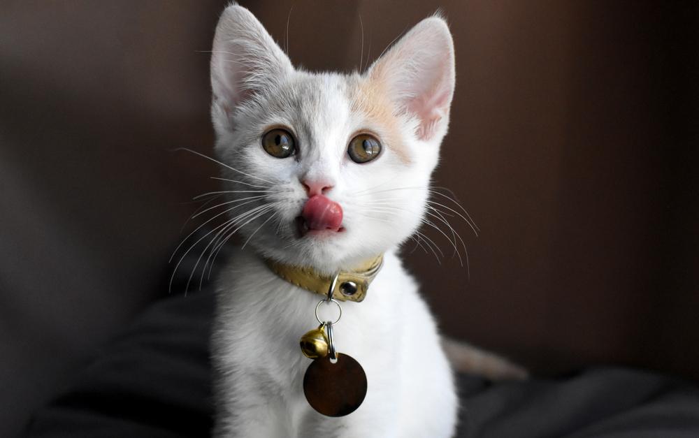 a white kitten with golden collar licking her whiskers