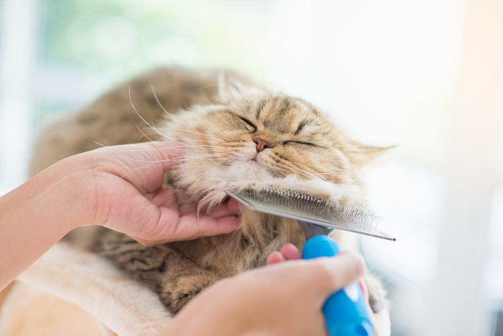 a senior cat being brushed