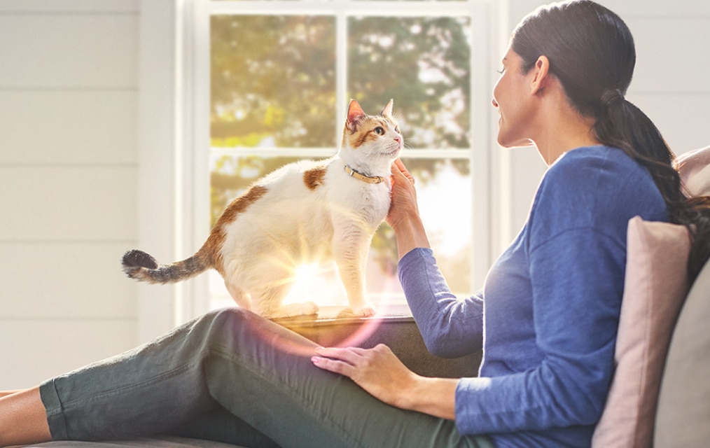 Cat with person 