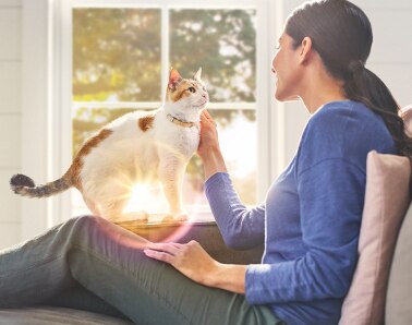 Cat with person 