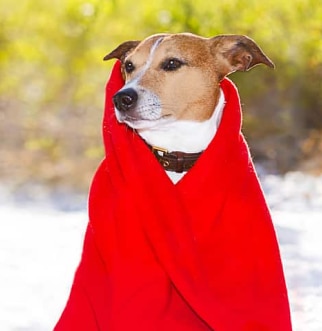 Un perro con abrigo rojo