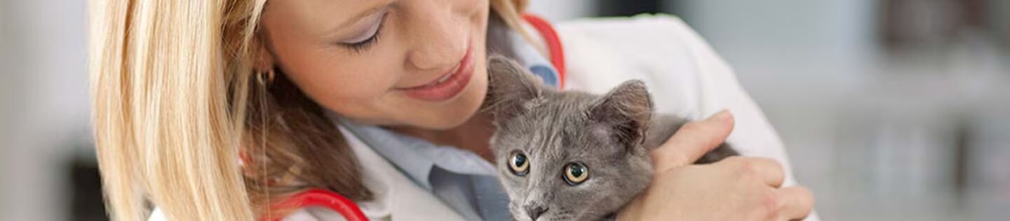 Primer plano de un gato gris junto a una veterinaria.