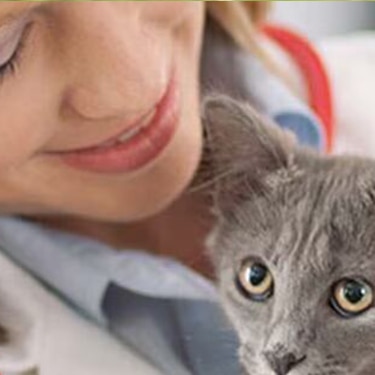 Primer plano de un gato gris junto a una veterinaria.