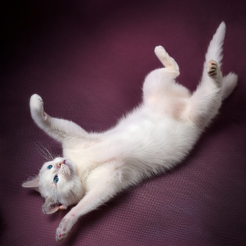 Estreñimiento en Gatos Hill’s Pet México