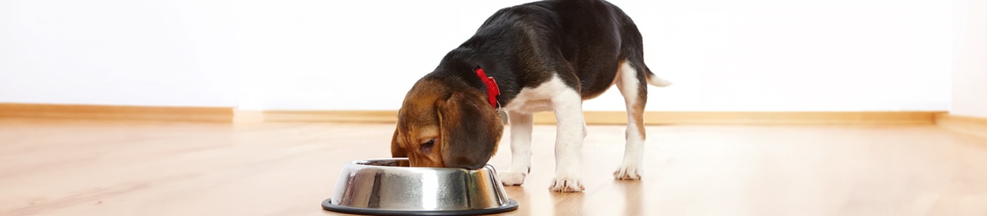 Perro beagle comiendo en una taza de plata dentro de una casa