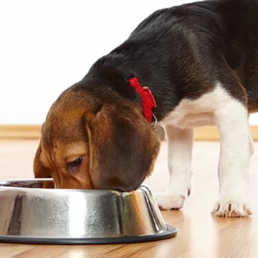 Perro beagle comiendo en una taza de plata dentro de una casa