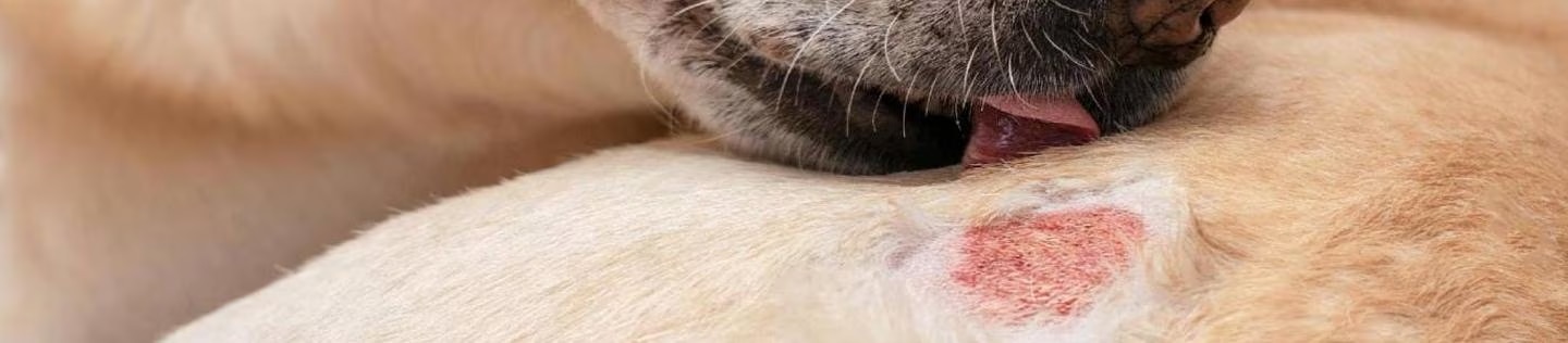 Perro de pelaje claro lamiendo una irritación o herida roja en su piel