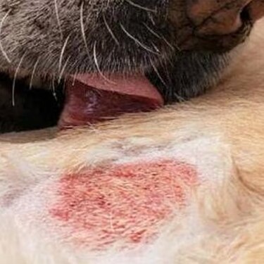 Perro dorado con una zona de piel roja e irritada en la pata delantera